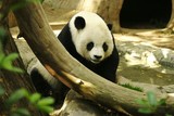 Panda dans un zoo
