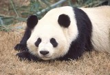 Un panda allongé