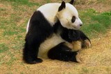 Un panda assis