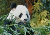 Un beau panda