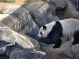Un panda dans les rochers