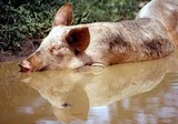 Porc dans l'eau