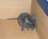 Un rat gris