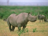 rhinocéros dans la savanne africaine
