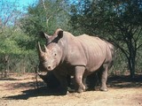 Photo d'un rhinocéros