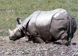 Rhinocéros plein de boue