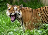 Tigre dans l'herbe