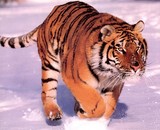 Tigre sur la neige