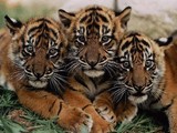 Une famille de tigre