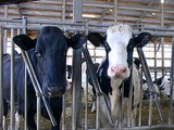 Vaches dans un étable