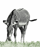 Zébre broutant