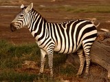 Un zèbre solitaire